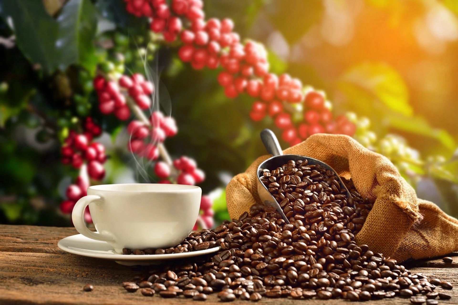 Natural process Arabica Bourbon coffee beans